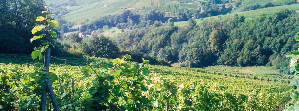 Vineyards