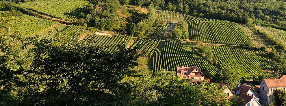 A vineyard